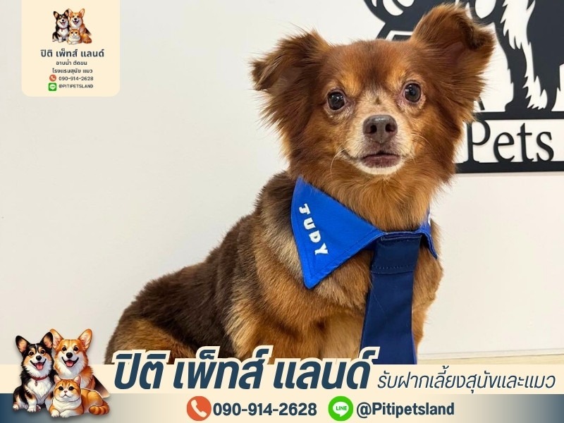 ร้านอาบน้ำสุนัข ประชาอุทิศ